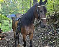 srar-horse