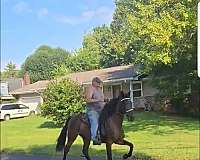 bay-srar-horse