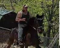 racking-singlefooter-standardbred-horse