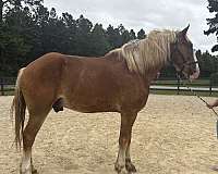 cross-trained-belgian-quarter-horse
