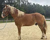 sorrel-belgian-gelding