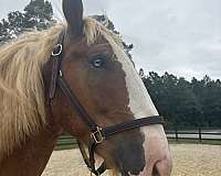 sorrel-gelding-for-sale