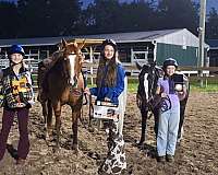 all-around-pony