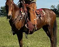 mule-mare