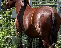 mule-for-sale