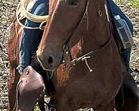mule