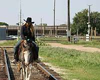 ranch-work-quarter-horse