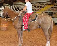 appaloosa-gelding