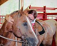 appaloosa-horse-for-sale