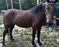 paso-fino-horse-for-sale