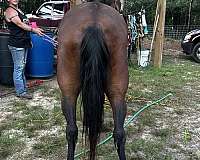 paso-fino-horse