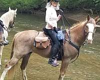 chestnut-sabino-with-blaze-horse