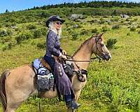 chestnut-both-hind-off-fore-stockings-horse