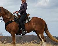 hus-tennessee-walking-horse