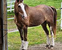sabino-with-blaze