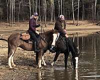 both-hind-off-fore-stockings-horse