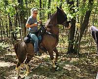 mixed-mane-tail-horse