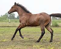 genuine-hombre-quarter-horse
