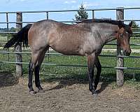 versatile-ranch-horse-quarter
