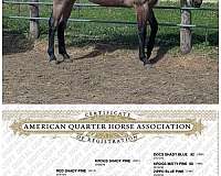 double-tuf-chex-quarter-horse