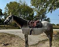 chuck-wagon-racing-mare