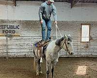 english-saddle-mare
