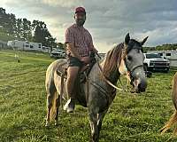 all-quarter-horse