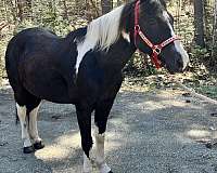 tobago-horse