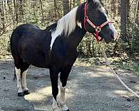 black-tobago-horse