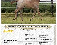 red-roan-star-no-other-markings-horse