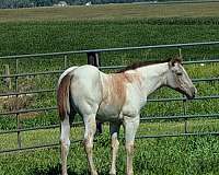 red-roan-star-no-other-markings-horse