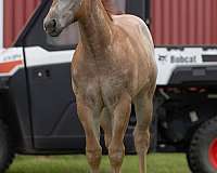 hq-helluva-cat-quarter-horse