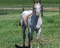 metallic-cat-offspring-quarter-horse