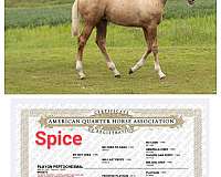 bodee-boonsmal-quarter-horse