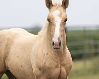 versatile-ranch-prospect-quarter-horse