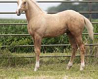 2025-weanling-quarter-horse