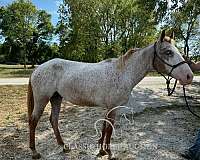 bald-mare