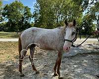 bald-face-mare
