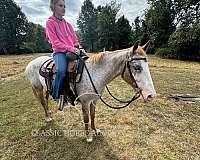 fun-show-mare