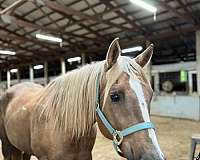 quarter-horse-gelding