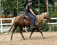 quarter-horse