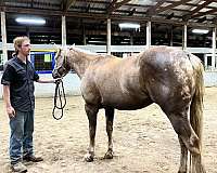 quarter-horse-for-sale