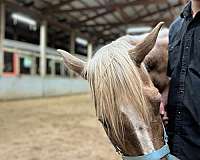 palomino-palomino-quarter-horse-gelding