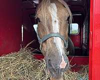 gelding