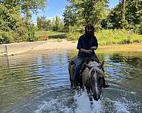 trail-palomino-quarter-horse