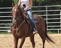 barrel-quarter-horse