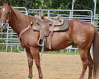 barrel-racing-quarter-horse