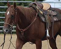 money-winner-quarter-horse