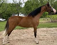 bay-splash-pony