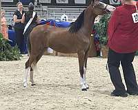 barn-shetland-pony